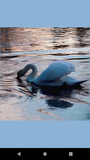 Android application Swan water bird wallpaper screenshort