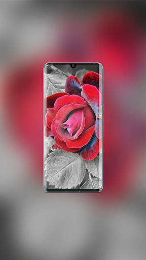 Rose Wallpaper Screen 2