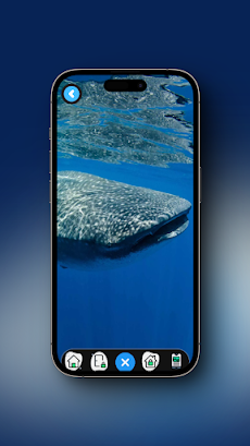 Whale Shark Wallpaperのおすすめ画像1