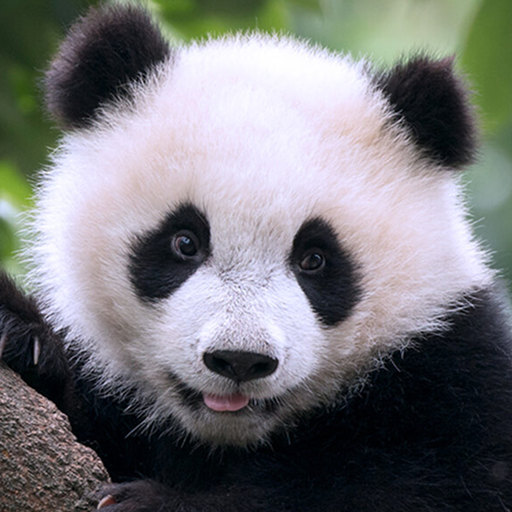 The Panda logo