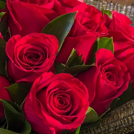 Beautiful Flowers & Roses Pics Screenshot 4 - AppWisp.com