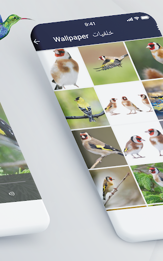 Goldfinch Bird calls Screen 3