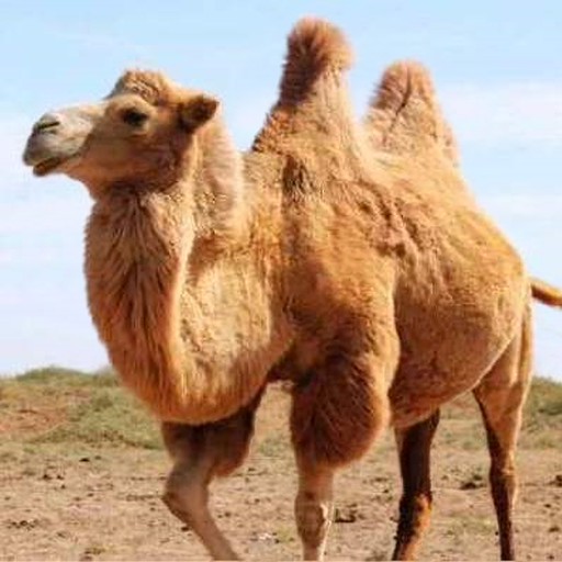 The Camel - Apps on Google Play