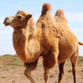The Camel apk