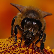 Bee Wallpapers HD