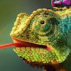 chameleon wallpaper icon