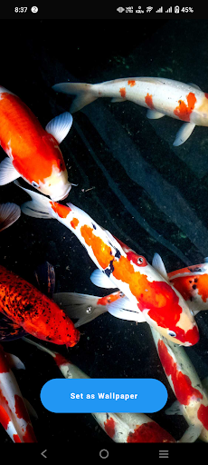 Android application Koi Fish Wallpaper screenshort