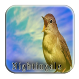 Chirping Common Nightingale icon
