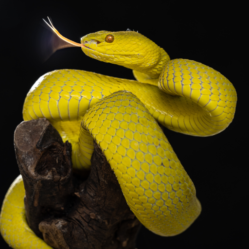 Snake Sounds Scarica su Windows