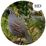Quail Sounds icon