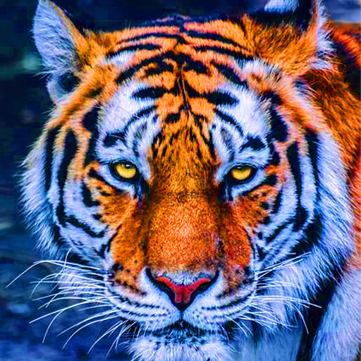 Tiger Wallpaper 4K logo