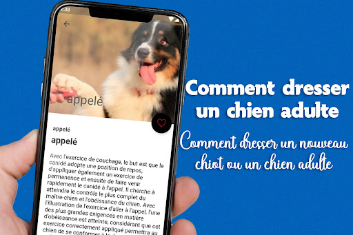 Comment dresser un chien adult Screen 2