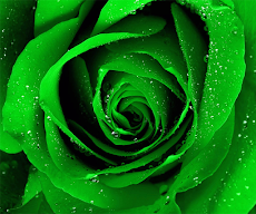 緑のバラの壁紙 Androidアプリ Applion