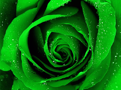 コレクション 壁紙 緑 バラ 265138-薔薇 壁紙 緑