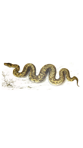 Android application ball python wallpaper screenshort