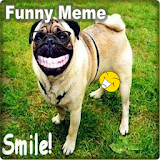 Funny Animal Memes icon