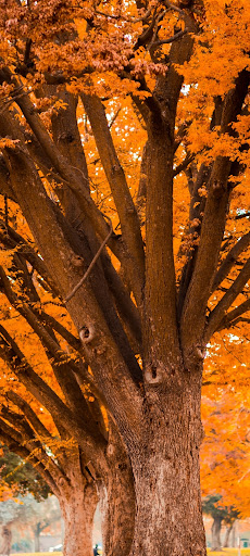 November and fall wallpapers