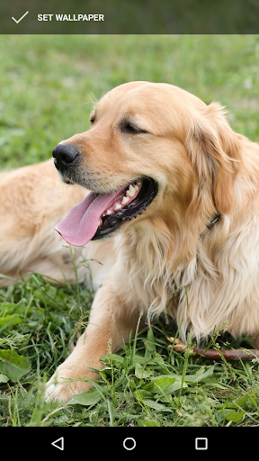 Android application Golden Retriever Wallpapers screenshort