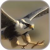 Falconbird Cute WPs icon