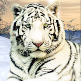 Wild White Tiger: Jungle Hunt 2021 icon
