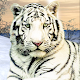 Wild White Tiger: Jungle Hunt 2021