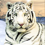 Wild White Tiger: Jungle Hunt