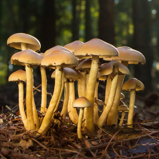 Mushroom Guide and Identifier Download on Windows