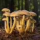 Mushroom Guide and Identifier - Androidアプリ