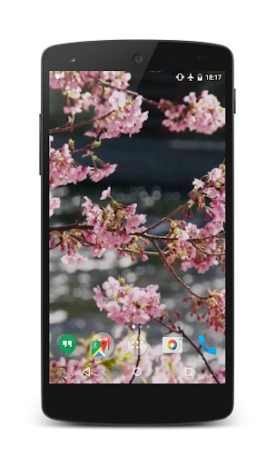 Cherry Blossom Video Wallpaper Screen 3
