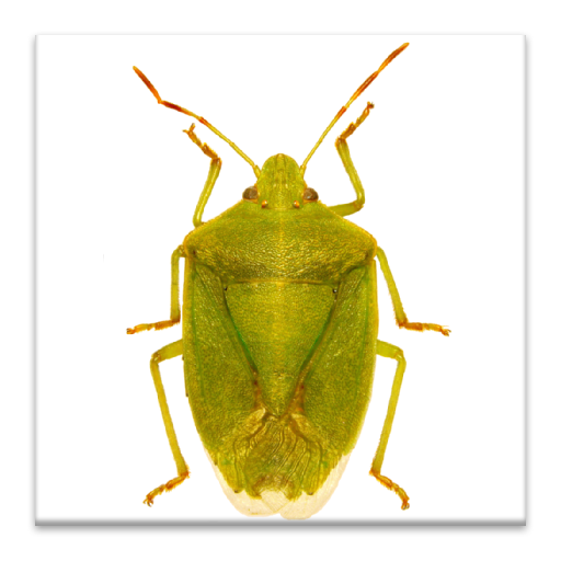 GA Cotton Insect Advisor logo
