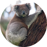 Koala Sounds icon