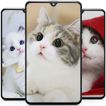 Cover Image of Tải xuống Kitten Cute Cat Wallpaper HD  APK