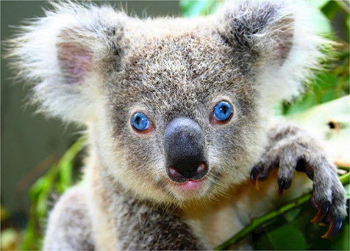 Koala bear wallpapers