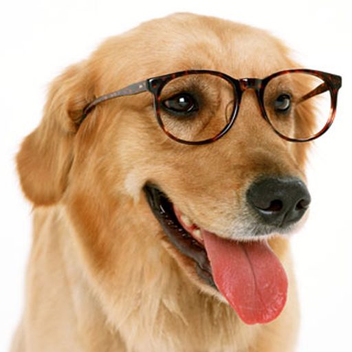 Dog TrainingEasy 2 Difficult