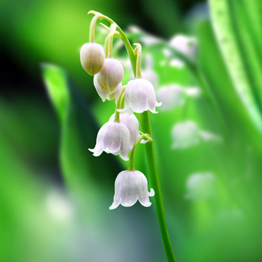 Lily of The Valley Wallpaper  Icon