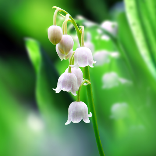 Lily of The Valley Wallpaper logo