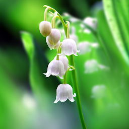 「Lily of The Valley Wallpaper」のアイコン画像