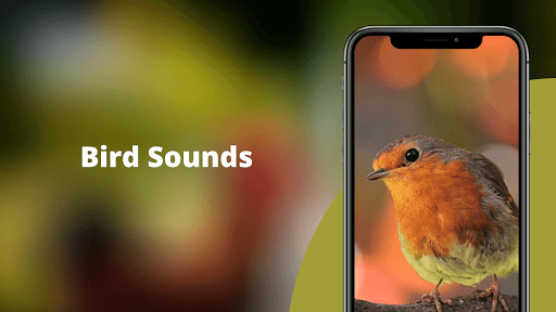 Android application Bird Sounds - Nature Bird Call screenshort