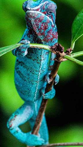 chameleon Wallpaper