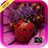 Ladybug Live Wallpaper HD icon