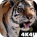 Cover Image of Download 4K MightyTiger Video Live Wall  APK