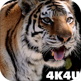 4K MightyTiger Video Live Wallpaper icon