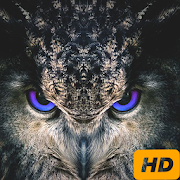 Owl HD Wallpapers