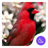 Red Bird-APUS Launcher theme icon