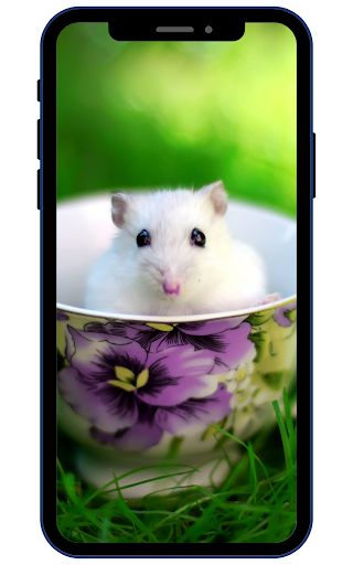 Android application Hamster Wallpapers screenshort