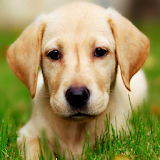Labrador Dog icon