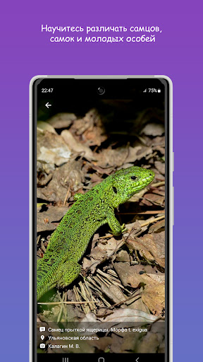 Герпетофауна Средней Волги Screen 3