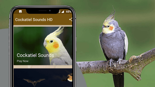 Cockatiel Sounds Screen 2