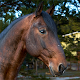 Horses Jigsaw Puzzles Collection Download on Windows