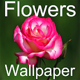 HD Flowers Wallpapers icon
